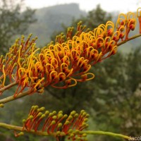 Grevillea robusta A.Cunn. ex R.Br.